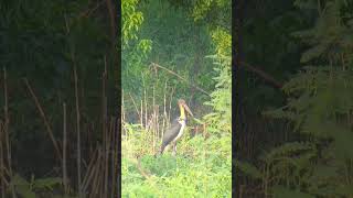 Lesser Adjutant 2 shortvideo wildbirds subscribe nature shortsfeed shorts short cambodia [upl. by Lynnworth]