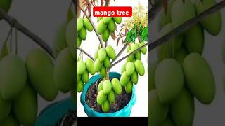 How to propagation mango tree by air layering mangotree [upl. by Elleivap]