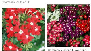 How to collect verbena flower seeds [upl. by Tsuda]