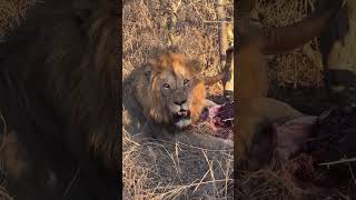 African Safari SafariAdventure WildlifePhotography ExploreAfrica TravelAfrica AnimalKingdom [upl. by Mandle411]