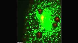 PLoS Pathogens  Dermal Neutrophil Macrophage and Dendritic Cell Responses to Yersinia pestis [upl. by Tye]