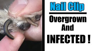 Overgrown Yorkie Nail Clipping amp Infected Paws [upl. by Arihay]