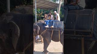 Elephant safari shortvideo shortsfeed [upl. by Buhler]