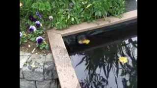 HydroClean fish friendly easy to clean pond skimmer from Russell Technologies [upl. by Enale]