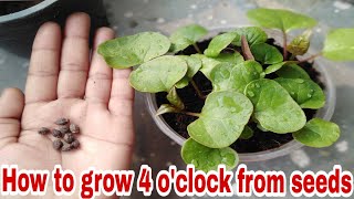 How to grow 4 oclock 🌱mirabilis jalapa from seeds [upl. by Weihs304]