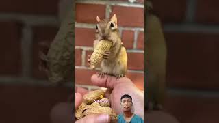 cute chipmunk animals chipmunkversion [upl. by Maddie215]