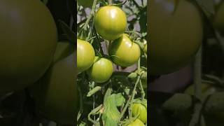 Ripening Tomatoes gardening gardeningvideos garden tomato shorts [upl. by Guzel350]