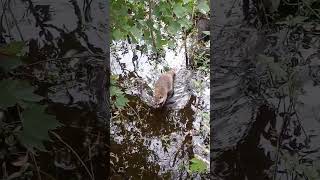 RACCOON WALKING in SWAMPY FLORIDA WATER shorts [upl. by Ynahirb]