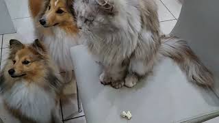 Shelties vs Maine Coon for Popcorn [upl. by Ffej]