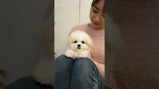 A baby mini bichon frise grooming video lovely puppy video  Teacup puppies KimsKennelUS [upl. by Rengaw]