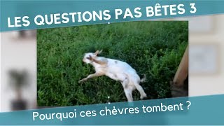 Les Questions Pas Bêtes 3  POURQUOI CES CHÈVRES TOMBENT [upl. by Ivett477]