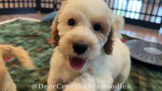 Available Labradoodle Puppies at Deer Creek [upl. by Menendez]