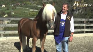 Rasseportrait Haflinger bei Kastelruther Spatz Norbert Rier [upl. by Rekab]