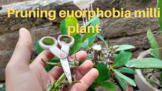 How to prune euphorbia milii crown of thorns [upl. by Ynohtnaleahcim957]