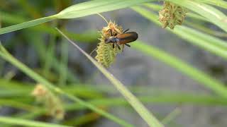 Soldier Beetle on Sedge [upl. by Enyrat]