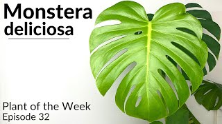 How To Care For Monstera deliciosa  Plant Of The Week Ep 32 [upl. by Fachini475]