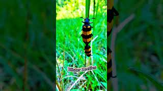 Insect  2  Blister beetles [upl. by Einaffyt568]