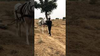 Deval ​⁠SidhuMooseWalaOfficial ​⁠khanhorsefarmjabasar horsecare horsebaggi horseriding [upl. by Isidor]