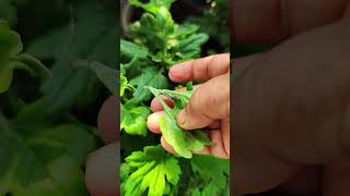 Guldaudi plant care gardening gardenplants flower plantsshortvideo [upl. by Ylsew]