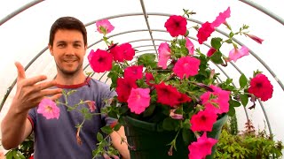 How to Grow PETUNIAS From SEEDS Part 2 Planting a Hanging Basket  Growing the Seedlings to Bloom [upl. by Nyrb]