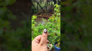 শিউলি ফুলnight flowering  jasmine ytshorts nailart viralvideo foryou highlights [upl. by Trueman]