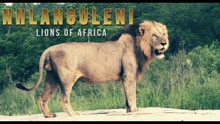 Lion Stories ☆ NHLANGULENI The King Of The Othawa Pride [upl. by Ligetti]