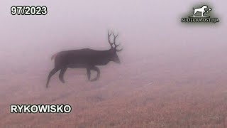 SUDECKA OSTOJA 972023 Rykowisko Deer hirsch Hunting Hunt [upl. by Stanwinn931]