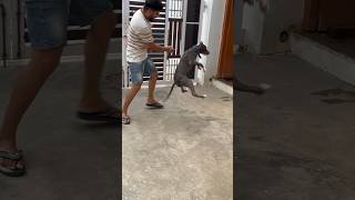 Oscar ne kar diya attack 😳… pitbull dog attack shorts [upl. by Walley]