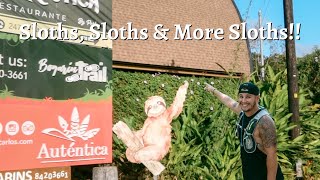 Everything You Need to Know about Sloths  Bogarin Trail  La Fortuna Costa Rica [upl. by Aisul486]