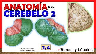 🥇 Anatomía del CEREBELO 24 Lóbulos divisiones ¡Explicación Sencilla [upl. by Barnum]