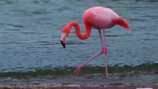 Flamingo Feeding in Galápagos [upl. by Patman]