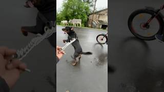 🐕‍🦺Rottweiler is powerfully😱 shorts ytshorts dog rottweiler doglover doglife petlover [upl. by Gonagle]