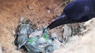 Crow Diggs MUD amp Swallows all 6 babies ALIVE  Crow ATTACK on Baby birds Nest  Asian bee eater Nest [upl. by Major]