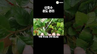 산호수를 잘 키우고 싶다면 🍒 온도 관리 이렇게 해보세요 공기정화식물 식물키우기 plants garden 엉클플랜트 [upl. by Cote]