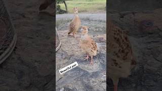 Beautiful irani Pair Calling  shorts teetar partridges petbird teetar [upl. by Sainana635]