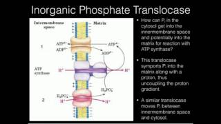 Inorganic Phosphate Translocase [upl. by Virgilio]