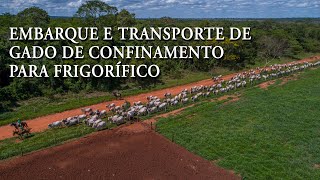 EMBARQUE E TRANSPORTE DO GADO DO CONFINAMENTO PARA O FRIGORÍFICO  Estância Ypoti [upl. by Melan707]