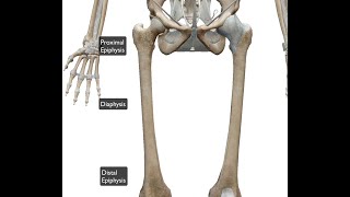 femur distal proximal [upl. by Anitirhc]