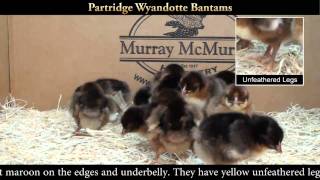 Partridge Wyandotte Bantam Chicks [upl. by Elizabet]