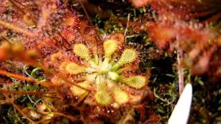 Drosera capillaris quotLongArmquot and quottypicalquot forms Sundews Carnivorous Plants [upl. by Lesoj]