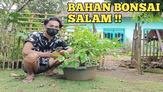 Pruning bahan bonsai salam Syzygium polyanthum [upl. by Nirak]