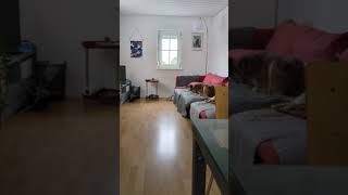 Windhund Galgo Mix spielt bei Regen im Haus Shorts [upl. by Ashlee]