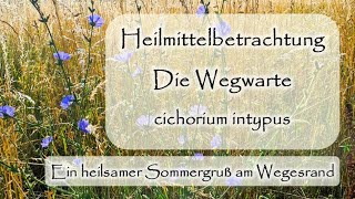 Wegwarte  cichorium intypus  Heilmittelbetrachtung  Dr med Liane PreuMaiwald  Würzburg [upl. by Edwine]