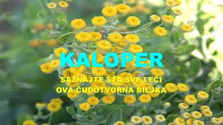 KALOPER  SAZNAJTE ŠTA Sve LEČI Ova ČUDOTVORNA Biljka [upl. by Ihel201]