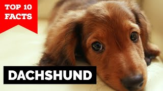 Dachshund  Top 10 Facts [upl. by Holman]