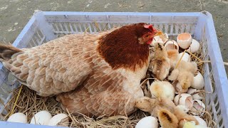 Harvesting Eggs from My Amazing Hens for 21 Days – Heres What Happened 🐣🐥 [upl. by Wivinah]