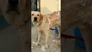 Himalaya shampoo for dogs best shampoo for fleas and ticks managementdog shampoo review [upl. by Tiertza]