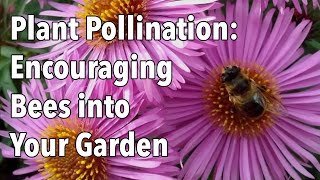 Plant Pollination  How to Encourage Pollinating Bees into Your Garden [upl. by Suraved439]