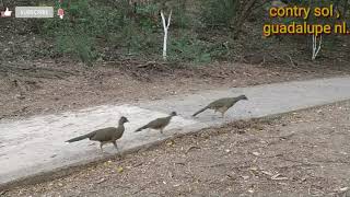 gallinas de monte conosidas como chachalacas 🌳🐔 [upl. by Naiva735]