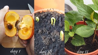 How to grow persimmons from seed  0 to 120 days [upl. by Led527]